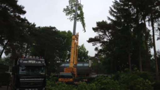 Bomen rooien Krabbendijke